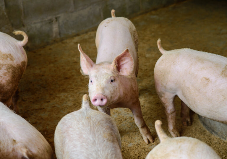 Lean hog futures rise on stronger pork cutout values - CME