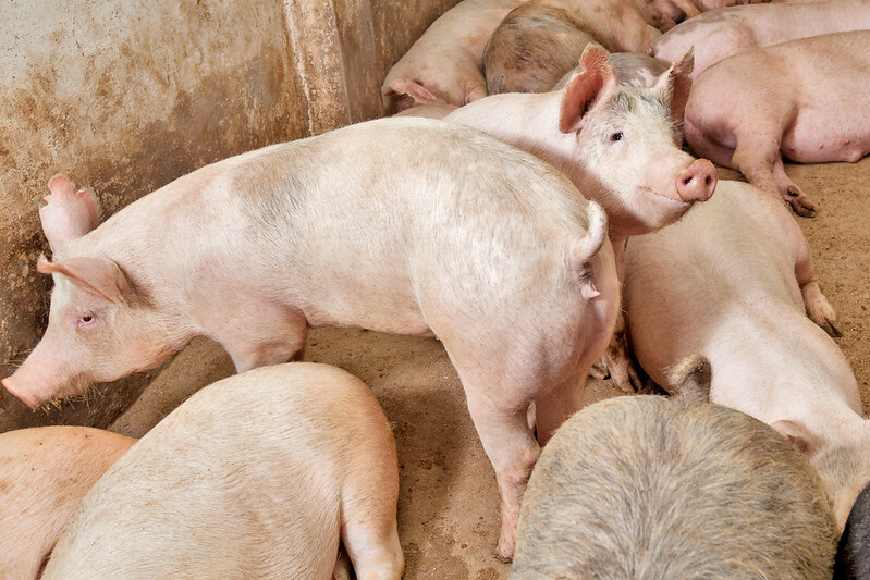 Lean hog futures tick lower on technical selling, profit-taking - CME