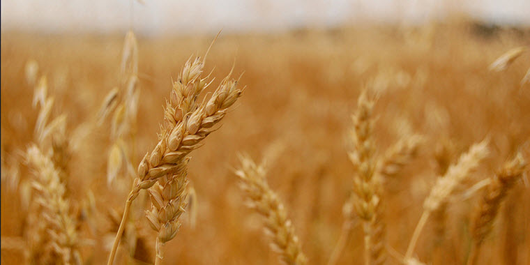 CME Group to Add Spring Wheat Futures Contract – Northern Ag Network